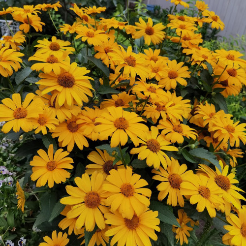 Heliopsis helianthoides Seeds - Drought Tolerant, Low Maintenance Perennial