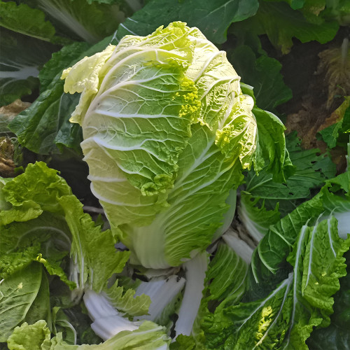 'Qiuguan 70' Chinese Cabbage Seeds - High-Yield, Medium-Early, Short-Cylindrical, Autumn Variety