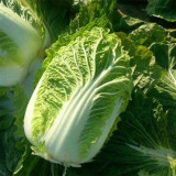 Improved 'Qingza No.3' Chinese Cabbage Seeds - High-Yield, Disease Resistant, Excellent Storability, For Autumn Planting