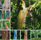 Rainbow Eucalyptus Plant Seeds Outdoor Tropical Tree (Color: Mixed)