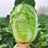 Improved 'Qingza No.3' Chinese Cabbage Seeds - High-Yield, Disease Resistant, Excellent Storability, For Autumn Planting