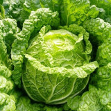 Improved 'Qingza No.3' Chinese Cabbage Seeds - High-Yield, Disease Resistant, Excellent Storability, For Autumn Planting