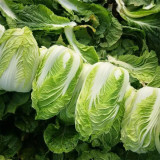Improved 'Qingza No.3' Chinese Cabbage Seeds - High-Yield, Disease Resistant, Excellent Storability, For Autumn Planting