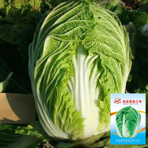Improved 'Qingza No.3' Chinese Cabbage Seeds - High-Yield, Disease Resistant, Excellent Storability, For Autumn Planting