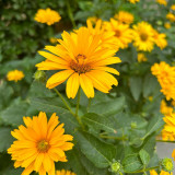 Heliopsis helianthoides Seeds - Drought Tolerant, Low Maintenance Perennial