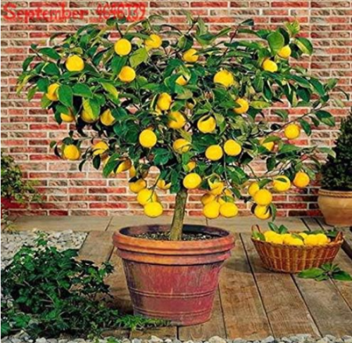 Kumquat Seed Lemon Balcony Patio Potted Lots Fruit Tree Tasty Juicy Orange Plant