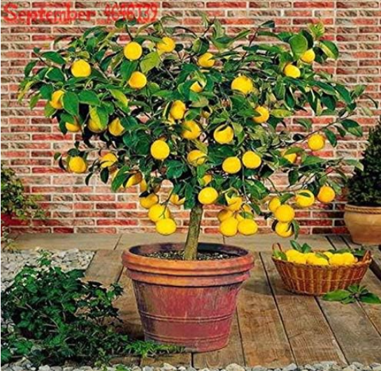 Kumquat Seed Lemon Balcony Patio Potted Lots Fruit Tree Tasty Juicy Orange Plant
