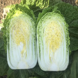 'Shengqiu 80' Chinese Cabbage Seeds - F1 Hybrid, High Yield, Disease Resistant, Storage Tolerant