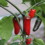 Mexican Chili Pepper Seeds - Unique Corking Pattern, Mild Heat & High Yield