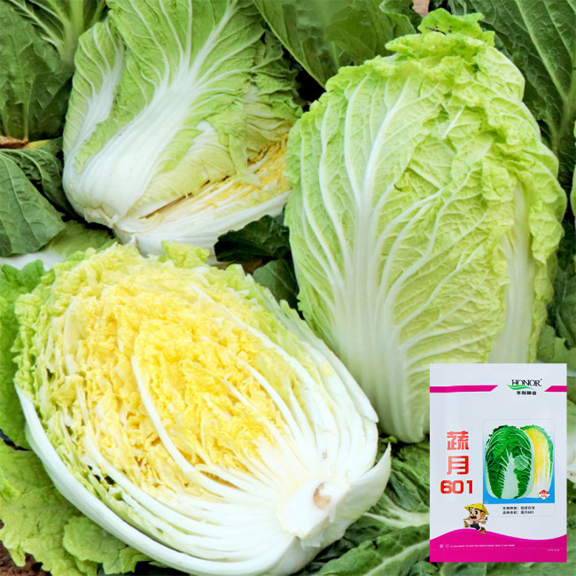 'Shuyue 601' Chinese Cabbage Seeds - High Yield, Off-Season Variety with Exceptional Bolting Resistance, Premium Quality