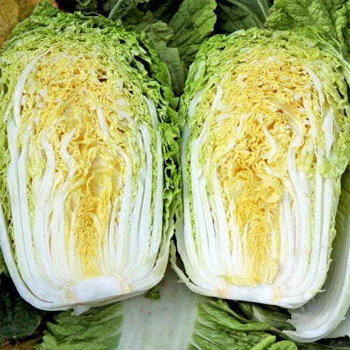'Shuyue 601' Chinese Cabbage Seeds - High Yield, Off-Season Variety with Exceptional Bolting Resistance, Premium Quality