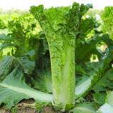 'Cuiqing No.8' Chinese Cabbage Seeds - Straight Cylindrical, High-Yield, Disease Resistant, Late-Maturing Hybrid