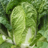 'Shuyue 601' Chinese Cabbage Seeds - High Yield, Off-Season Variety with Exceptional Bolting Resistance, Premium Quality