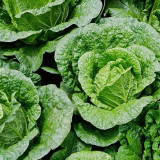 'Shengqiu 80' Chinese Cabbage Seeds - F1 Hybrid, High Yield, Disease Resistant, Storage Tolerant