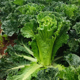 'Cuiqing No.8' Chinese Cabbage Seeds - Straight Cylindrical, High-Yield, Disease Resistant, Late-Maturing Hybrid