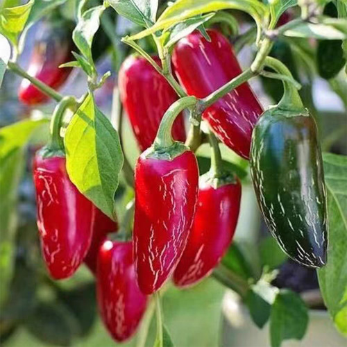 Mexican Chili Pepper Seeds - Unique Corking Pattern, Mild Heat & High Yield
