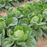 'Shuyue 601' Chinese Cabbage Seeds - High Yield, Off-Season Variety with Exceptional Bolting Resistance, Premium Quality