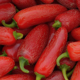 Mexican Chili Pepper Seeds - Unique Corking Pattern, Mild Heat & High Yield