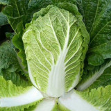 'Shuyue 601' Chinese Cabbage Seeds - High Yield, Off-Season Variety with Exceptional Bolting Resistance, Premium Quality