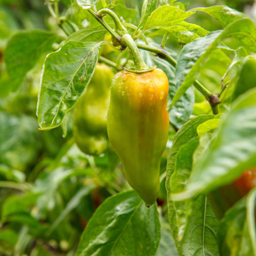'Avalon Variegated F6' Pepper Seeds - Rare Striped Fruit, T-E Series by Eric Knights