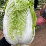 'Shengqiu 80' Chinese Cabbage Seeds - F1 Hybrid, High Yield, Disease Resistant, Storage Tolerant