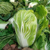 'Shengqiu 80' Chinese Cabbage Seeds - F1 Hybrid, High Yield, Disease Resistant, Storage Tolerant