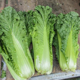 'Cuiqing No.8' Chinese Cabbage Seeds - Straight Cylindrical, High-Yield, Disease Resistant, Late-Maturing Hybrid