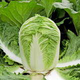 'Shuyue 601' Chinese Cabbage Seeds - High Yield, Off-Season Variety with Exceptional Bolting Resistance, Premium Quality