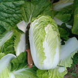 'Shengqiu 80' Chinese Cabbage Seeds - F1 Hybrid, High Yield, Disease Resistant, Storage Tolerant