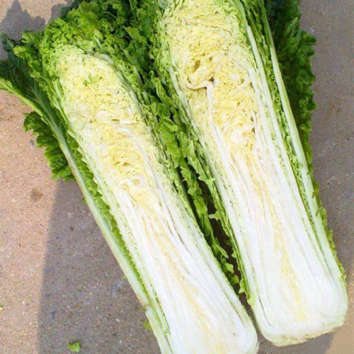'Cuiqing No.8' Chinese Cabbage Seeds - Straight Cylindrical, High-Yield, Disease Resistant, Late-Maturing Hybrid