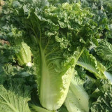 'Cuiqing No.8' Chinese Cabbage Seeds - Straight Cylindrical, High-Yield, Disease Resistant, Late-Maturing Hybrid