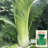 'Cuiqing No.8' Chinese Cabbage Seeds - Straight Cylindrical, High-Yield, Disease Resistant, Late-Maturing Hybrid