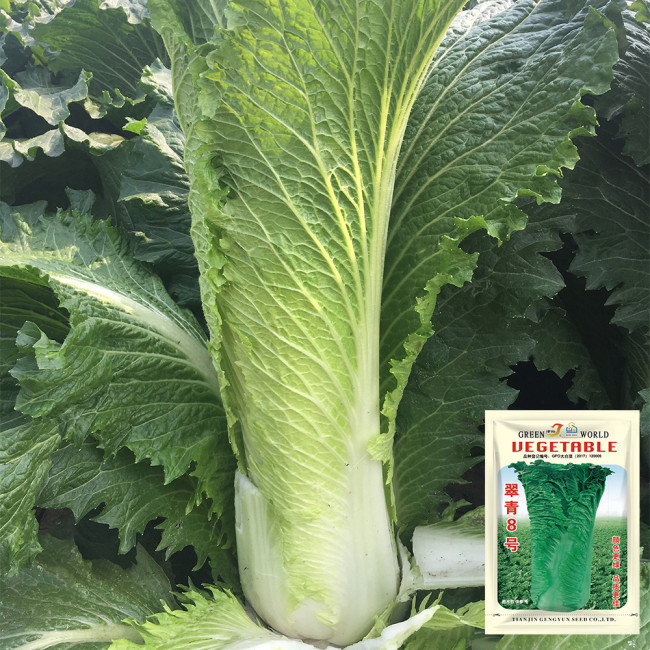 'Cuiqing No.8' Chinese Cabbage Seeds - Straight Cylindrical, High-Yield, Disease Resistant, Late-Maturing Hybrid
