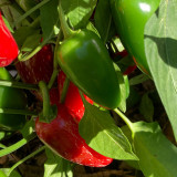 Mexican Chili Pepper Seeds - Unique Corking Pattern, Mild Heat & High Yield