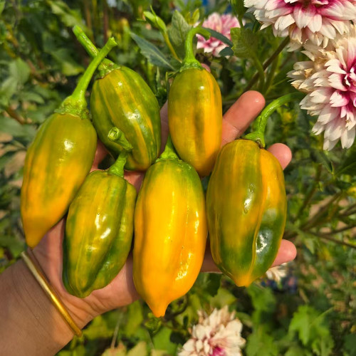 'Avalon Variegated F6' Pepper Seeds - Rare Striped Fruit, T-E Series by Eric Knights
