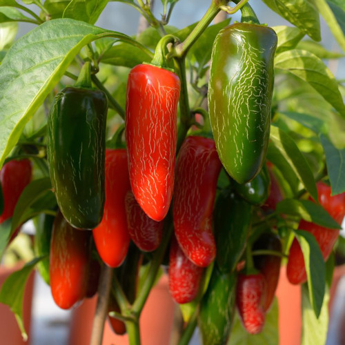 Mexican Chili Pepper Seeds - Unique Corking Pattern, Mild Heat & High Yield