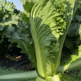 'Cuiqing No.8' Chinese Cabbage Seeds - Straight Cylindrical, High-Yield, Disease Resistant, Late-Maturing Hybrid