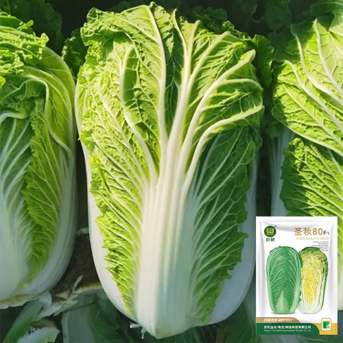 'Shengqiu 80' Chinese Cabbage Seeds - F1 Hybrid, High Yield, Disease Resistant, Storage Tolerant