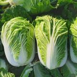 'Shuyue 601' Chinese Cabbage Seeds - High Yield, Off-Season Variety with Exceptional Bolting Resistance, Premium Quality