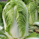 'Shengqiu 80' Chinese Cabbage Seeds - F1 Hybrid, High Yield, Disease Resistant, Storage Tolerant