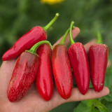 Mexican Chili Pepper Seeds - Unique Corking Pattern, Mild Heat & High Yield