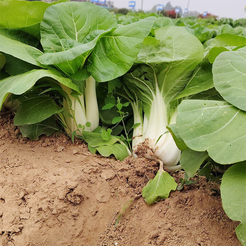 'Huanghe 437' Bok Choy Seeds | Premium, Fast-Growing, Heat-Tolerant, Tender White Stem Variety