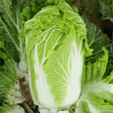'Jiaoshu Autumn-King' Chinese Cabbage Seeds - High-Yield, Great Storability, Excellent Flavor & Disease Resistance