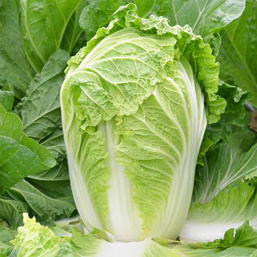 'Jiaoshu Autumn-King' Chinese Cabbage Seeds - High-Yield, Great Storability, Excellent Flavor & Disease Resistance