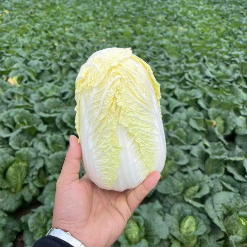 Huanai Baby Pak Choy Seeds - High Disease Resistance, Early Harvest, Bolt Tolerant For Spring Greenhouse
