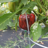 'Candy' Sweet Pepper Seeds - A Striking Ornamental and Edible Pepper