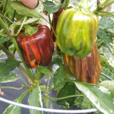 'Candy' Sweet Pepper Seeds - A Striking Ornamental and Edible Pepper