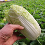 Huanai Baby Pak Choy Seeds - High Disease Resistance, Early Harvest, Bolt Tolerant For Spring Greenhouse