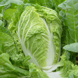 'Jiaoshu Autumn-King' Chinese Cabbage Seeds - High-Yield, Great Storability, Excellent Flavor & Disease Resistance