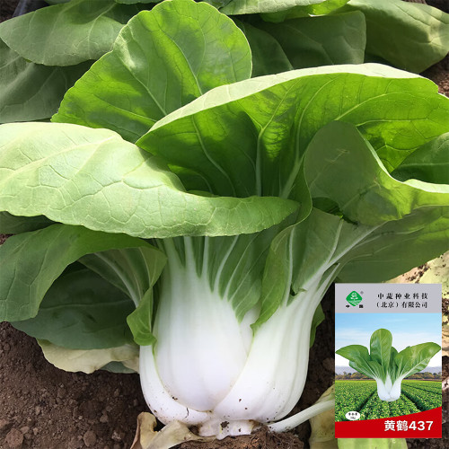 'Huanghe 437' Bok Choy Seeds | Premium, Fast-Growing, Heat-Tolerant, Tender White Stem Variety